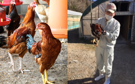 奥久慈しゃも