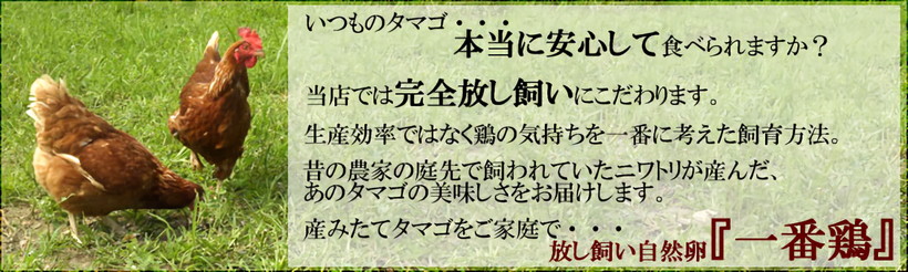放し飼い自然卵一番鶏